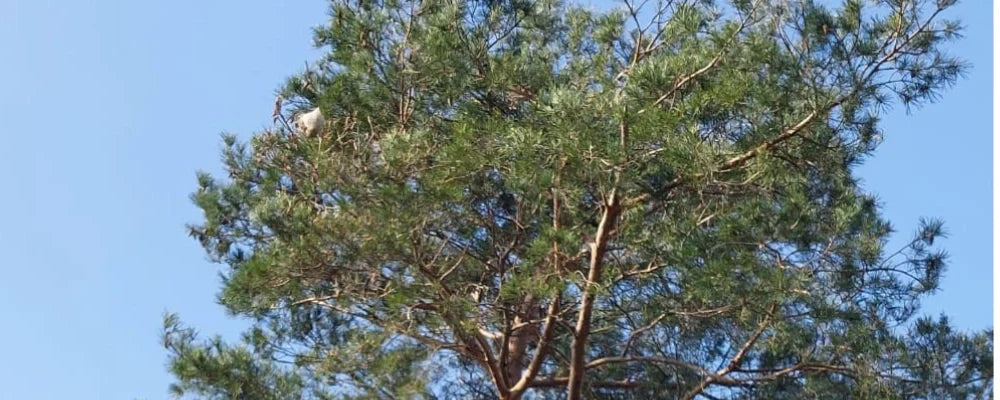 Nid de chenilles processionnaires blanc cotonneux à l'extrémité d'une branche de pin en hiver
