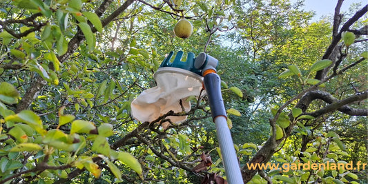 Panier cueille-fruit monté sur perche télescopique pour récolter des pommes en hauteur depuis le sol
