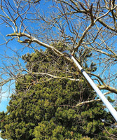scie-telescopique-arbre